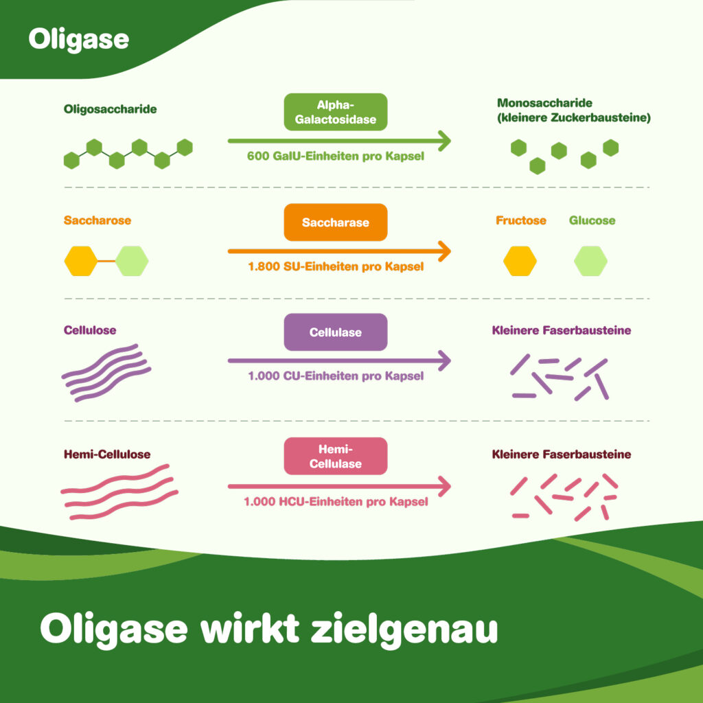 Oligase wirkt zielgenau. Infografik zur Wirkungsweise der 4 Enzyme