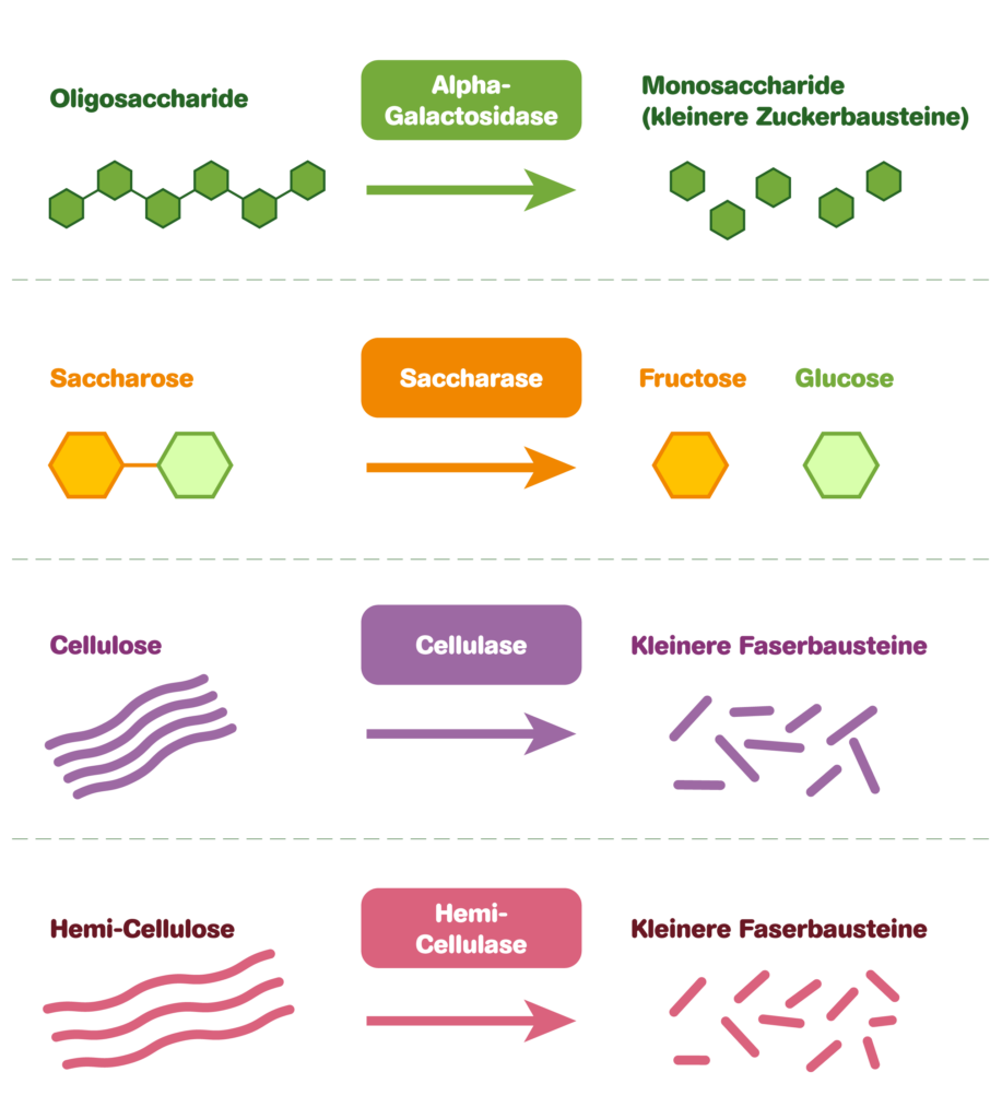 Oligase Grafik Zielgenau Wirkung von Oligase